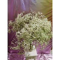 Gypsophila