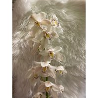 orchidea Cymbidium biela