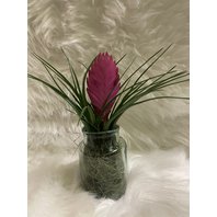 Tillandsia