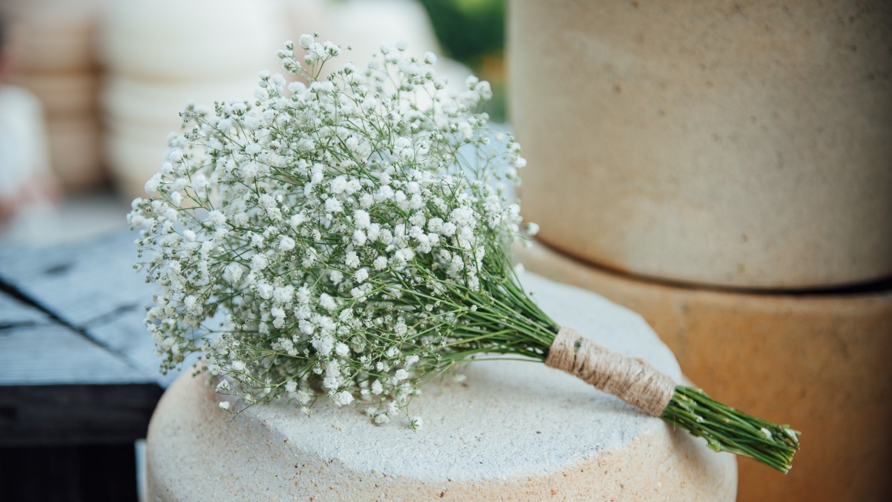 Dekoračný zeleň a gypsophila