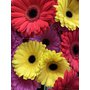 Gerbera 2.JPG