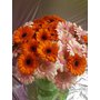 mini  gerbera 1.jpg