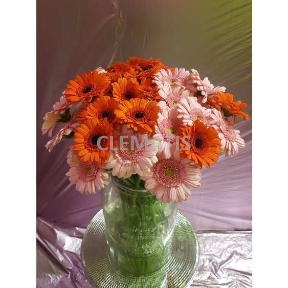 mini  gerbera.jpg