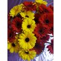 mini gerbera 1.jpg