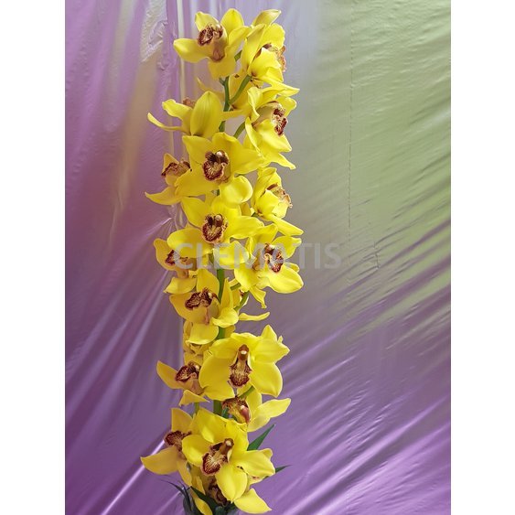 orchidea Cymbidium žltá.jpg