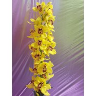 orchidea Cymbidium žltá