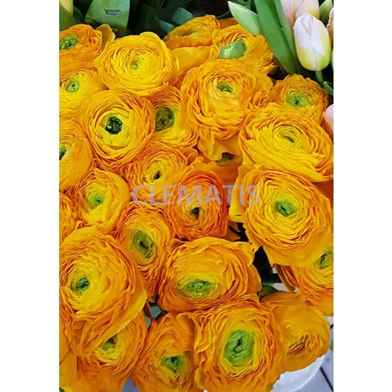 ranunculus bledo oranžový.jpg