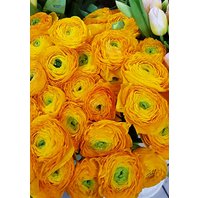 Ranunculus bledo - oranžový (iskerník)