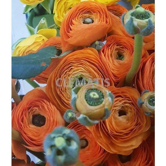 ranunculus orange.jpg