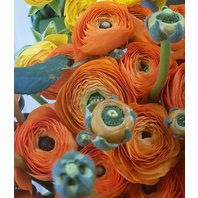 Ranunculus orange  (iskerník)